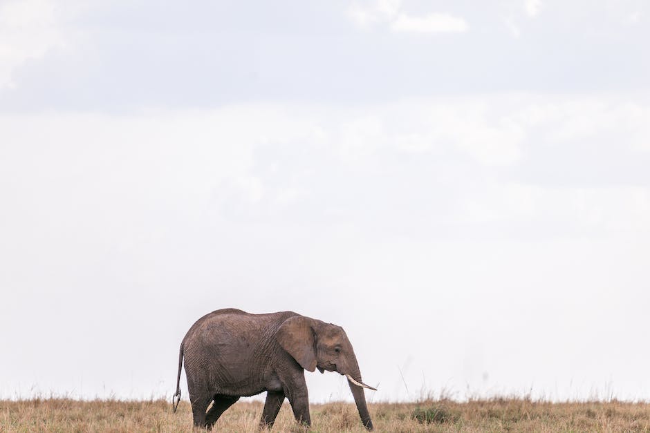 아프리카에서 만나는 다양한 동물들, 사파리 여행
2