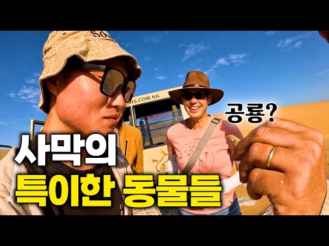 세상에서 가장 오래된 사막에서 살아가는 신비한 동물들 만나 보기 [나미비아4]