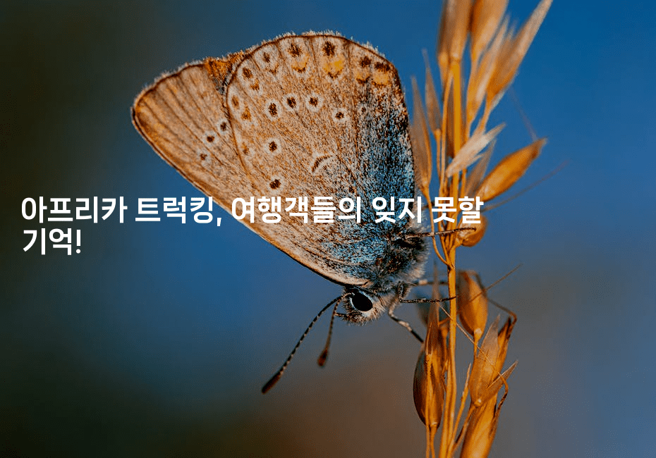 아프리카 트럭킹, 여행객들의 잊지 못할 기억!2-아프리트립