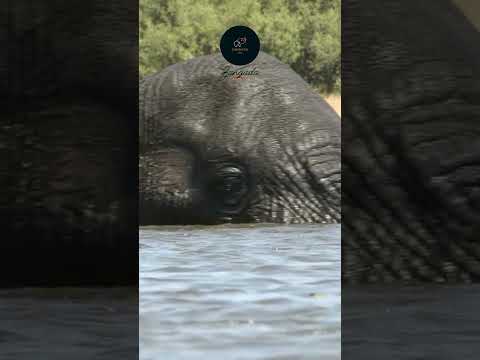 Elephant Taking a Refreshing Dip in the Okavango Delta #wildlife #safarisightings #traveldeals