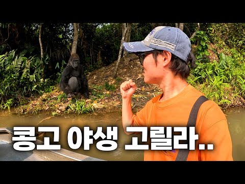 콩고 야생 로랜드 고릴라를 찾아서 [콩고공화국4]