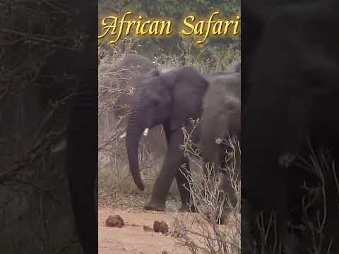 The Most Amazing African Safari in 4K!