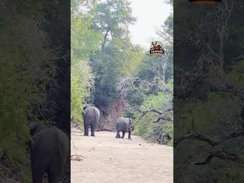 Elephants in Action: Unforgettable Safari Moments in the Kruger National Park!