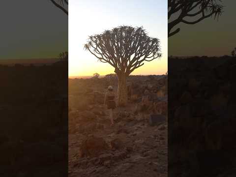 Quiver Tree Forest Namibia #shorts #namibia #africa #tree #roadtrip