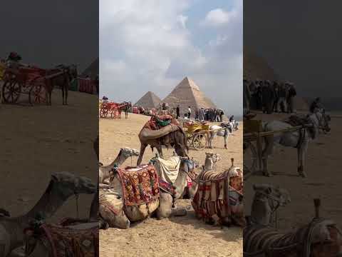 Camels near Pyramids of Giza